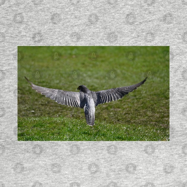 A Peregrine's wingspan by declancarr